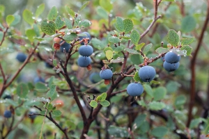 Blueberries along the Denali Highway
